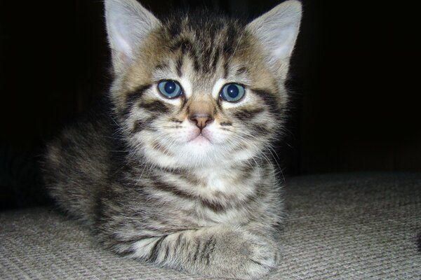 Piccolo gattino con gli occhi azzurri