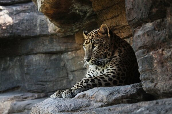 Der Leopard von der Klippe ruht sich aus und denkt an etwas