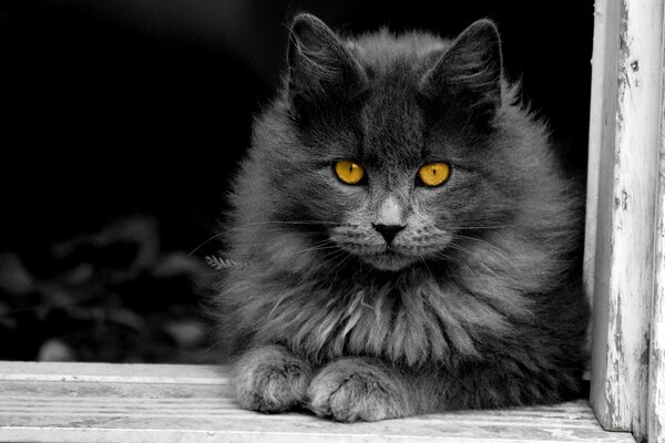 Black and white photos of a fluffy cat with bright eyes