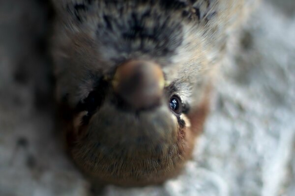 Little pigeon looking upside down