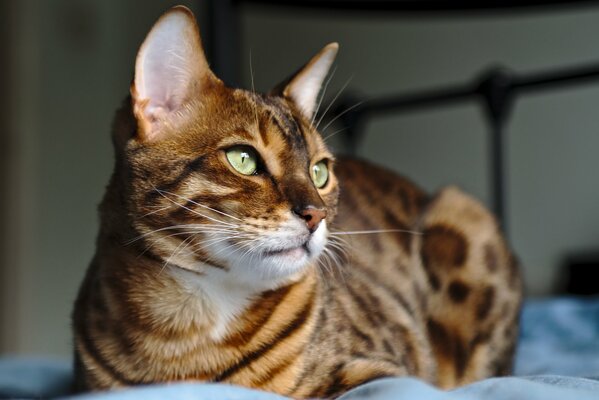 Die Katze sitzt und schaut aus dem Fenster