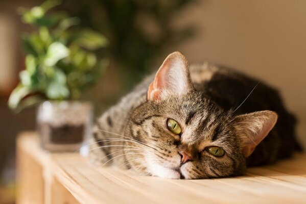 Le museau et le regard du chat disent : je ne veux pas me lever, je vais encore me coucher 