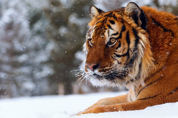 Tigre sur un coussin de neige