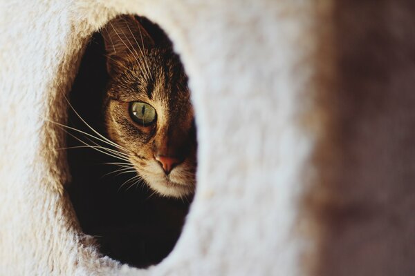 Il gatto fa capolino dalla casa dei gatti