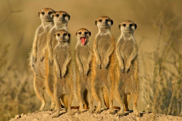 Gruppo di animali suricati nel deserto