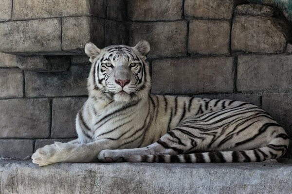 Tigre bianca sullo sfondo di pietre