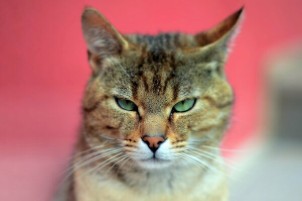 El gato con los ojos verdes de cerca