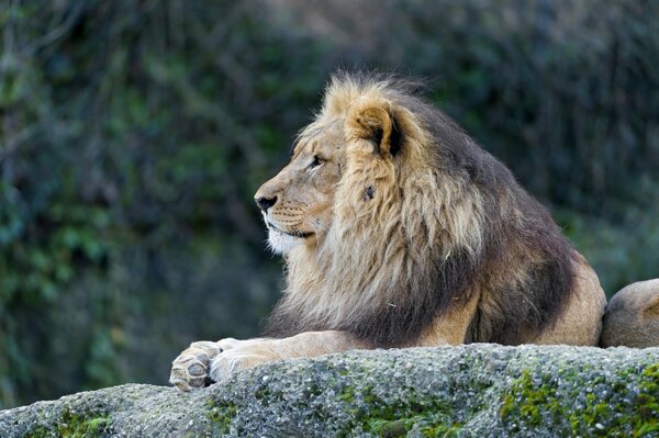 Leone con bella criniera sulla pietra