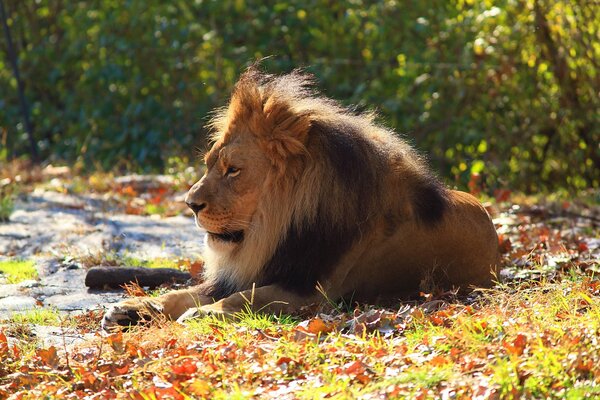 Le Lion repose sur l herbe attend sa femelle pour qu elle Vienne dire quelque chose