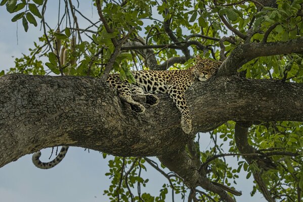 Leopardo che riposa su un albero