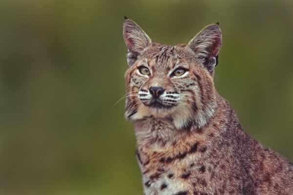 Wildes Tier ist ein Luchs. Porträt