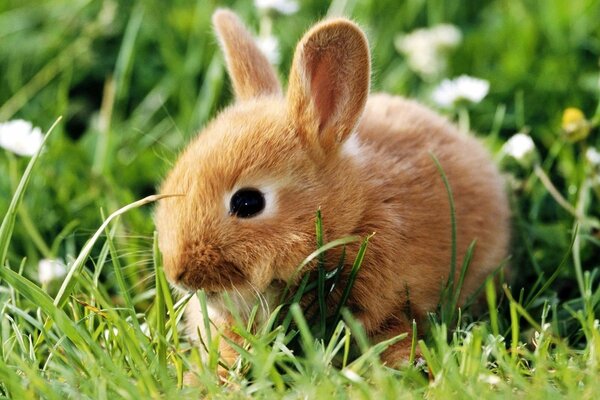 A little rabbit is sitting in the grass