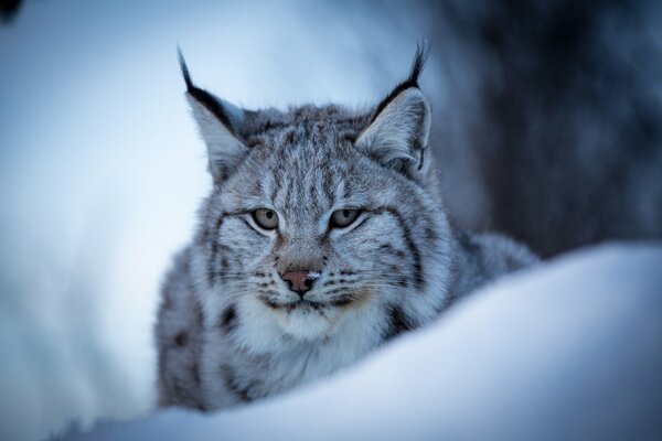 Portrait shooting of a lynx in winter