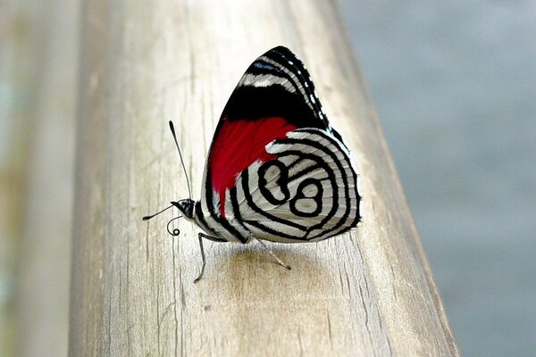 Niezwykły motyl na drzewie