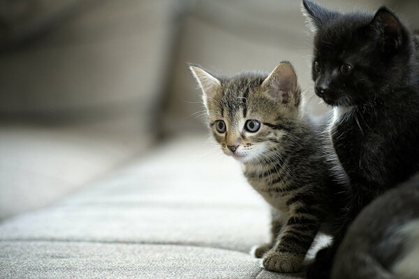 Un couple de chatons mignons à fourrure