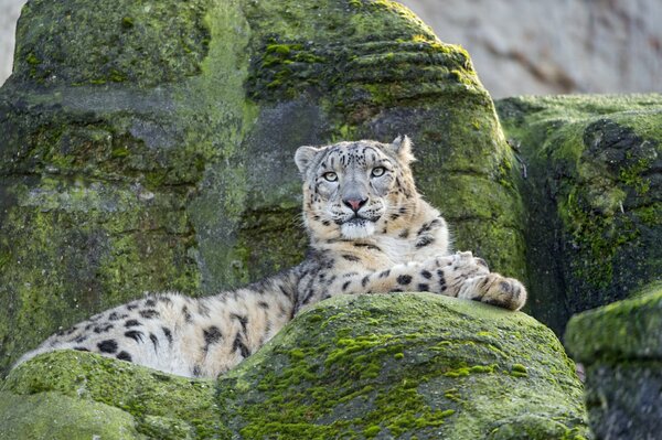 Léopard des neiges repose sur les rochers