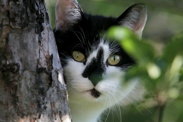 Il muso del gatto si nascose nel fogliame