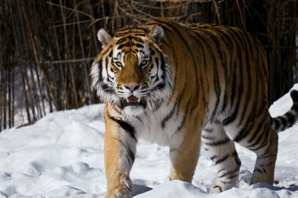 El tigre de Amur en el zoológico cubierto de nieve