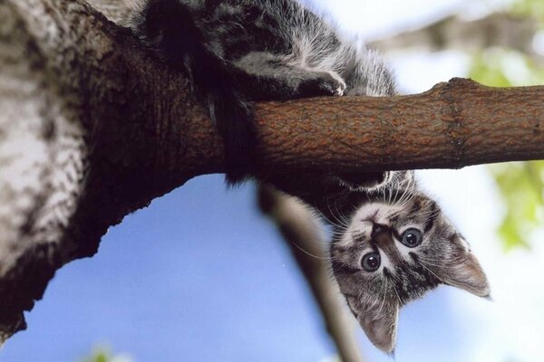 Gattino su un ramo di un albero a testa in giù