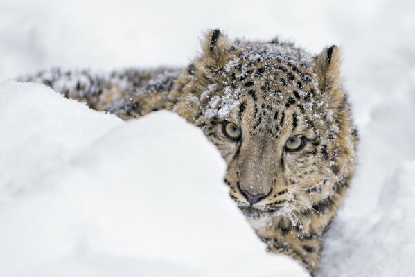 Un giovane leopardo delle nevi fa capolino da un cumulo di neve