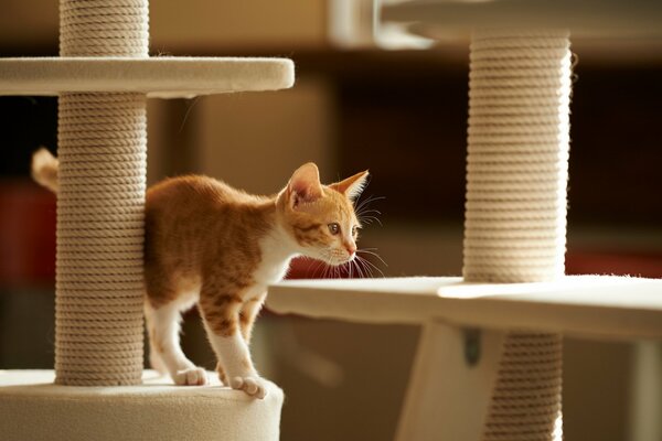 Le confort de la maison. Chat se préparant à sauter