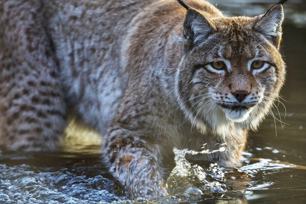 Un Lynx prédateur me vole dans l eau