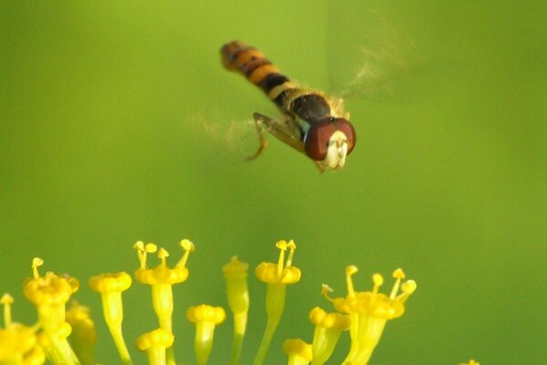 A big fly wants to sit on a flower