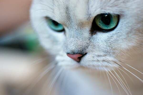 Die Schnauze einer Katze mit grünen Augen