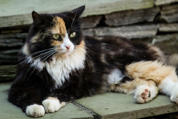 Il grande gatto tricolore riposa