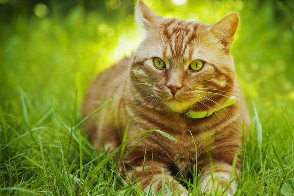 Rote Katze im Halsband