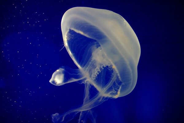 Jellyfish transparent as jelly