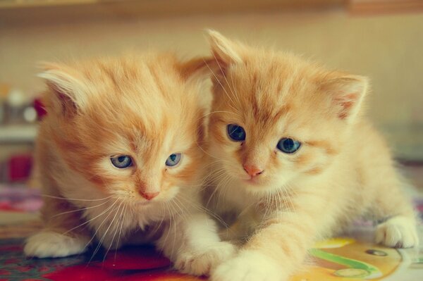 Les chatons roux se trouvent à côté