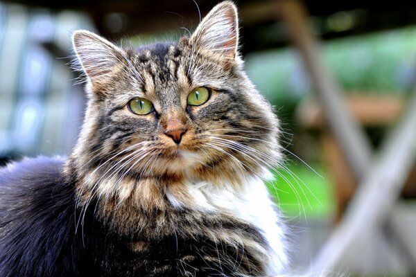 Eine wichtige Katze mit einem durchdringenden Blick