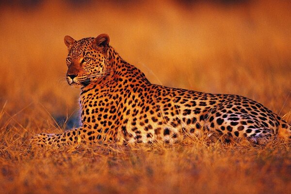 Descanso de leopardo al atardecer