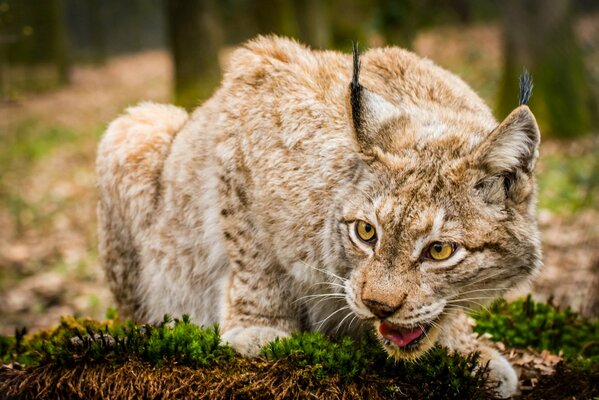 Gato salvaje lince furioso