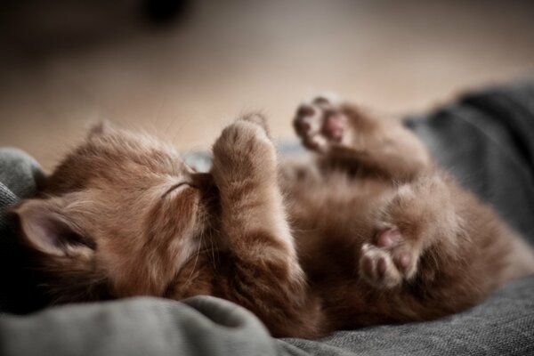 Petite Rousse chaton vers le haut de ses pattes