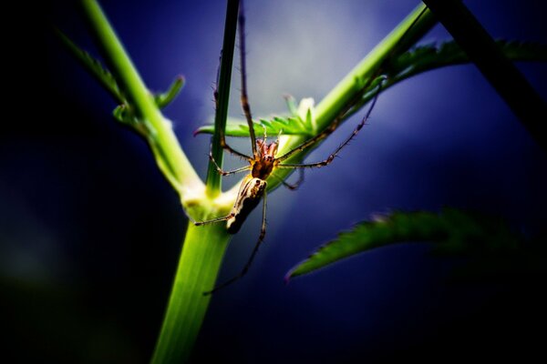 A spider sits on a leaf of a plant