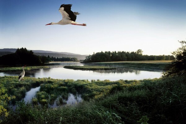 Storch fliegt über den See vor dem Hintergrund des blauen Himmels