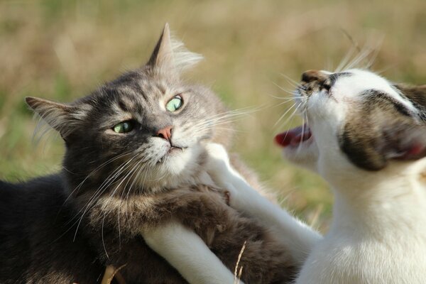 Photo de l épreuve de force du chat et du chat