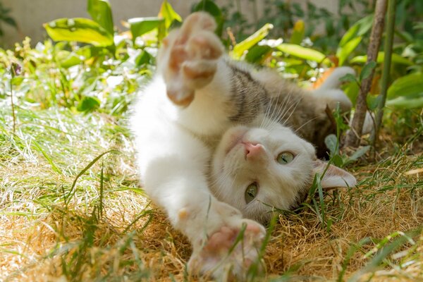 Katze in der Natur macht Schlürfen