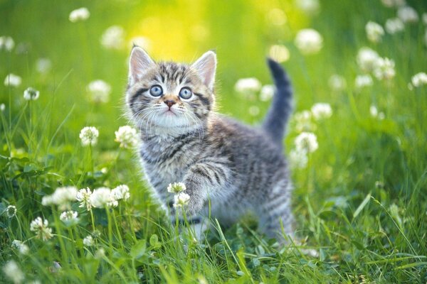 Gatito en la hierba en un día de verano