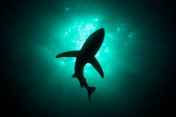 Foto de un tiburón en las profundidades del mar