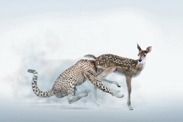 Fawn and leopard deer hunting