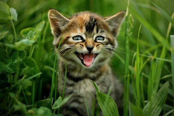 Chaton rayé dans l herbe verte