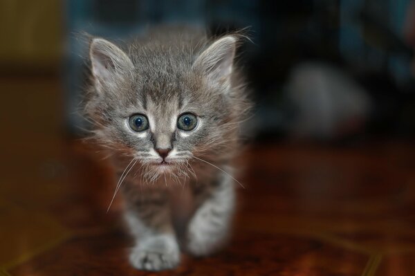 Grey kitten. Looks straight into the soul