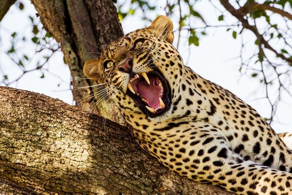 Chat sauvage se trouve sur un arbre en attente de sa proie affamée