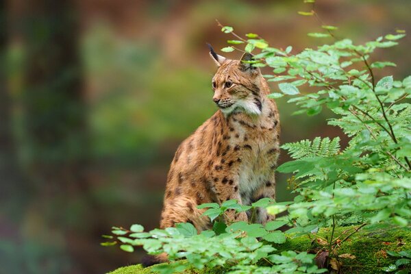 Wild cat-lynx sitting in the branches