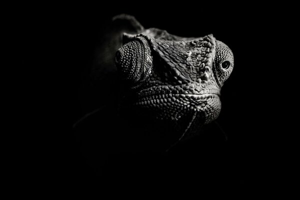 Black and white lizard on a black background