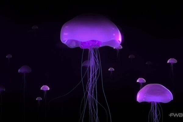 Meduse viola incandescente nel buio