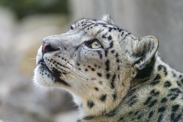 Immagine di un leopardo delle nevi che guarda in alto